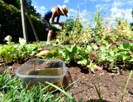 Bac en plastique oublié dans le jardin, rempli d'eau stagnante